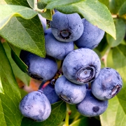 Blueberry Vinaigrette