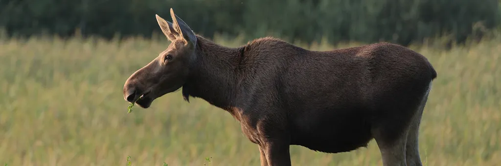The Gourmet Moose.