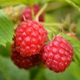 Raspberry Vinaigrette